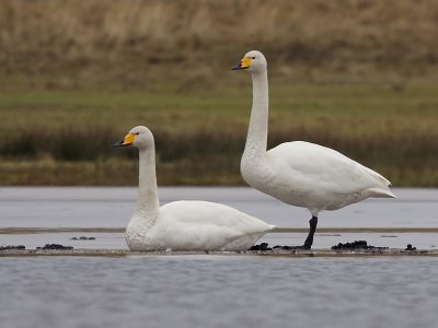 Whooper Swan - Wilde Zwaan