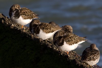 Turnstone - Steenloper