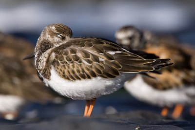 Turnstone - Steenloper