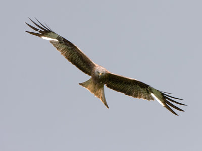 Red Kite - Rode Wouw
