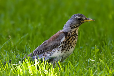 Fieldfare - Kramsvogel