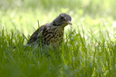 Fieldfare - Kramsvogel