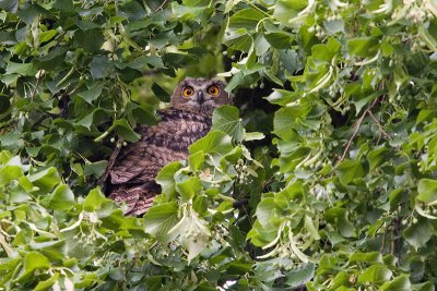 Eagle Owl - Oehoe