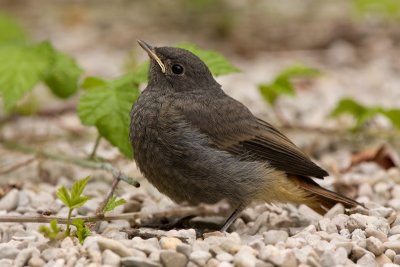 Black Redstart - Zwarte Roodstaart