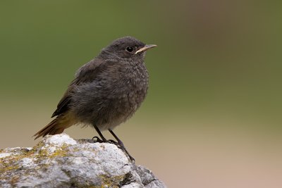 Black Redstart - Zwarte Roodstaart