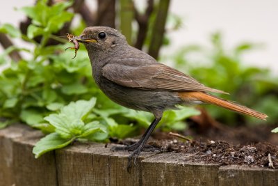 Black Redstart - Zwarte Roodstaart