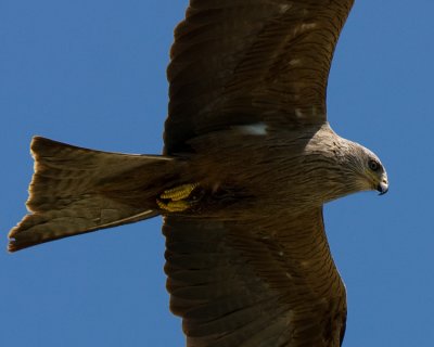 Black Kite - Zwarte Wouw