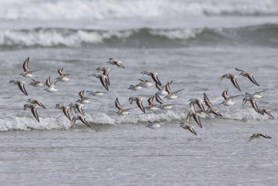 Sanderling - Drieteenstrandloper