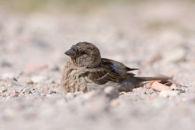 House Sparrow - Huismus