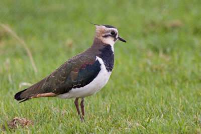 Lapwing - Kievit