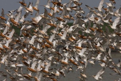 Bar tailed Godwit - Rosse Grutto