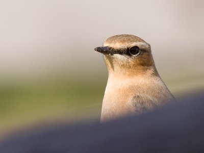 Wheatear - Tapuit