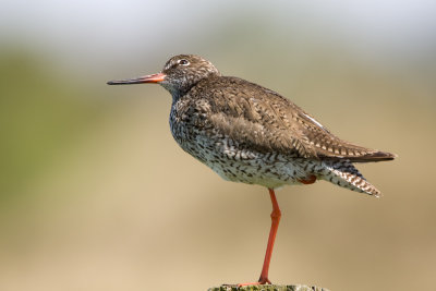 Redshank - Tureluur