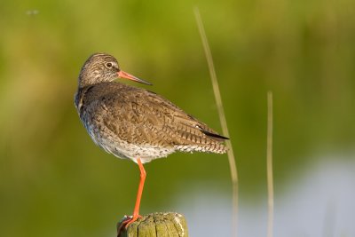 Redshank - Tureluur