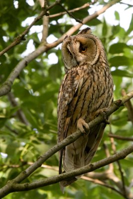 Long eared Owl - Ransuil