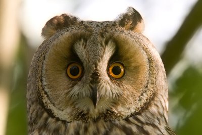 Long eared Owl - Ransuil
