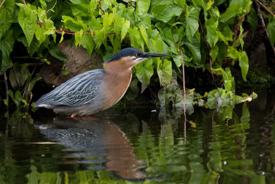 Green Heron - Groene Reiger