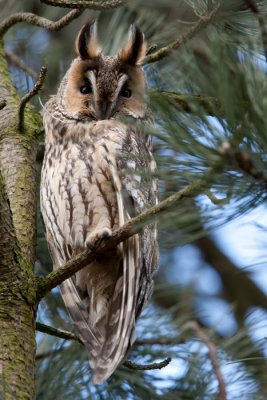 Long eared Owl - Ransuil