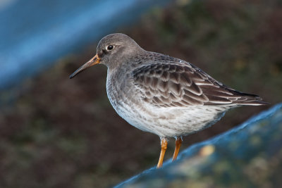 Purple Sandpiper - Paarse Strandloper