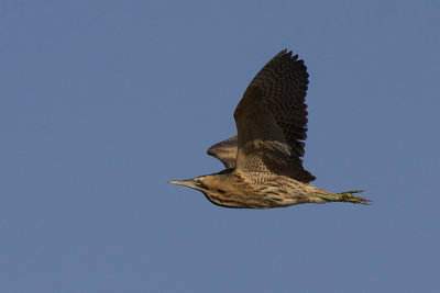 Bittern - Roerdomp