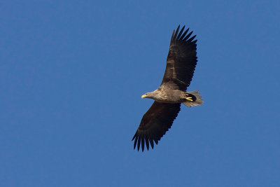 White-tailed-eagle - Zeearend