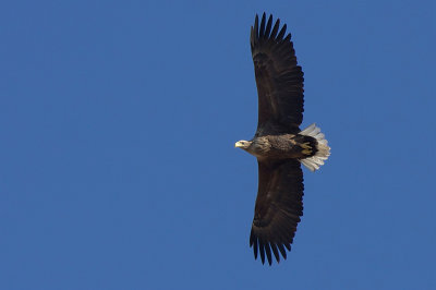 White-tailed-eagle - Zeearend
