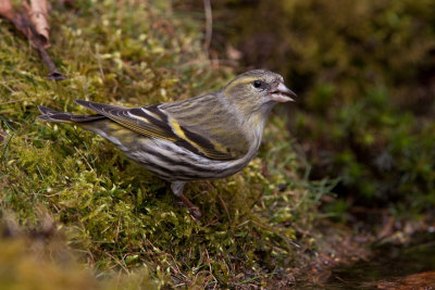 Siskin - Sijs