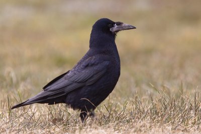Rook - Roek