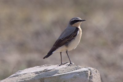 Wheatear - Tapuit