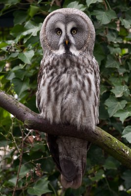 Great grey owl - Laplanduil