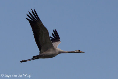 Crane - Kraanvogel