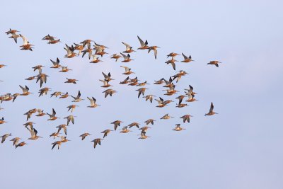 Bar tailed Godwit - Rosse Grutto