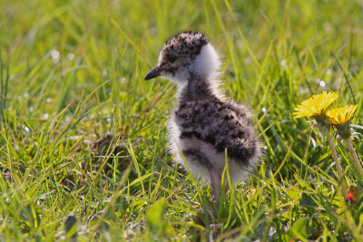 Lapwing - Kievit