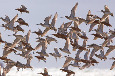 Bar tailed Godwit - Rosse Grutto