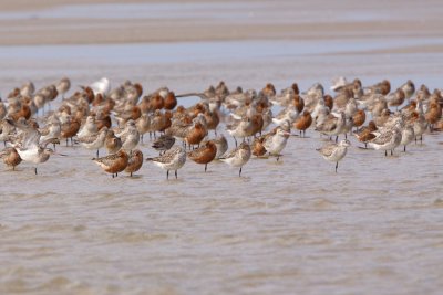 Bar tailed Godwit - Rosse Grutto