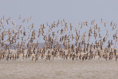 Bar tailed Godwit - Rosse Grutto