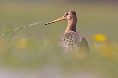 Black-tailed Godwit - Grutto