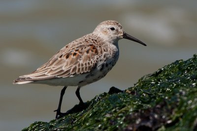 Dunlin - Bonte Strandloper