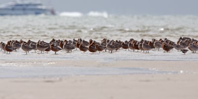 Bar tailed Godwit - Rosse Grutto