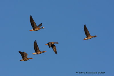 Greater White-fronted Goose - Anser albifrons