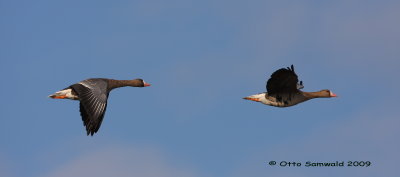 Greater White-fronted Goose - Anser albifrons