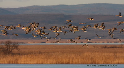 Greater White-fronted Goose - Anser albifrons