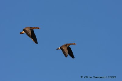 Greater White-fronted Goose - Anser albifrons