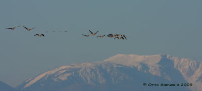 Greylag Goose - Anser anser