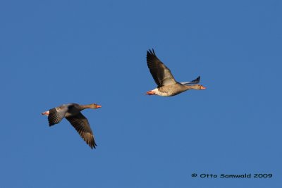 Greylag Goose - Anser anser