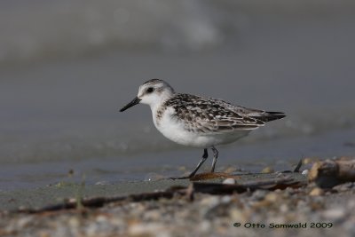 Sanderling - Calidris alba