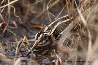 Jack Snipe - Lymnocryptes minimus