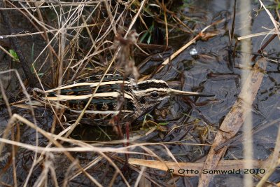 Jack Snipe - Lymnocryptes minimus