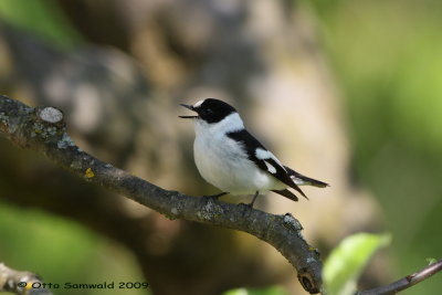 Collared Flycatcher - Ficedula albicollis