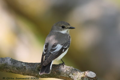 Collared Flycatcher - Ficedula albicollis